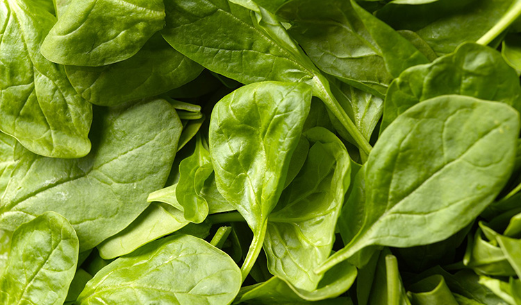 baby spinach leaves