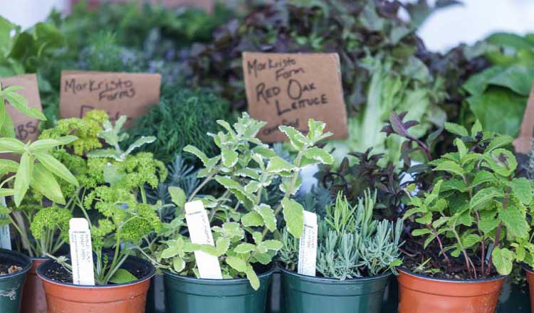 fresh herbs in pots