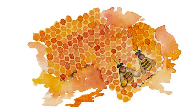 Watercolor painting of a honeycomb with bees.