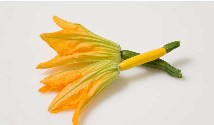 zucchini flowers