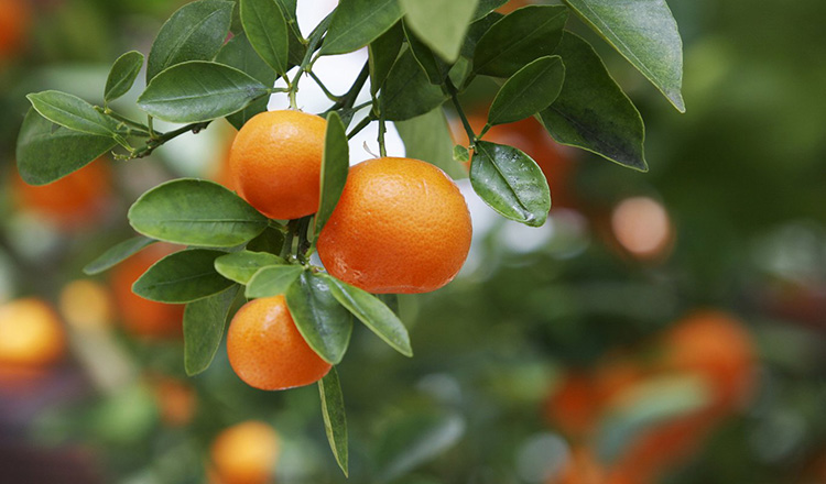 ripe oranges on tree