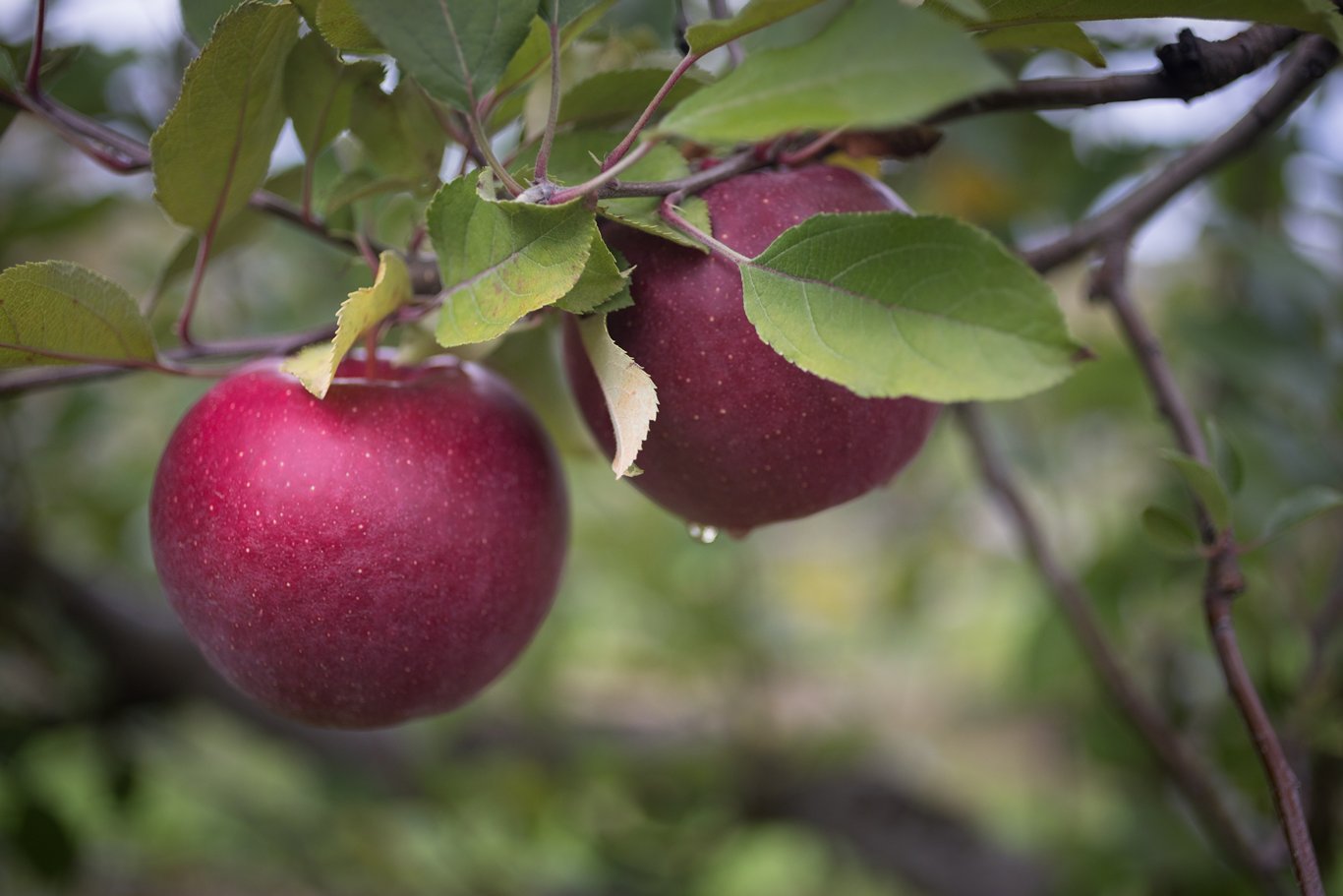 Red apples on tree.