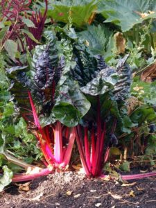 rhubarb plant