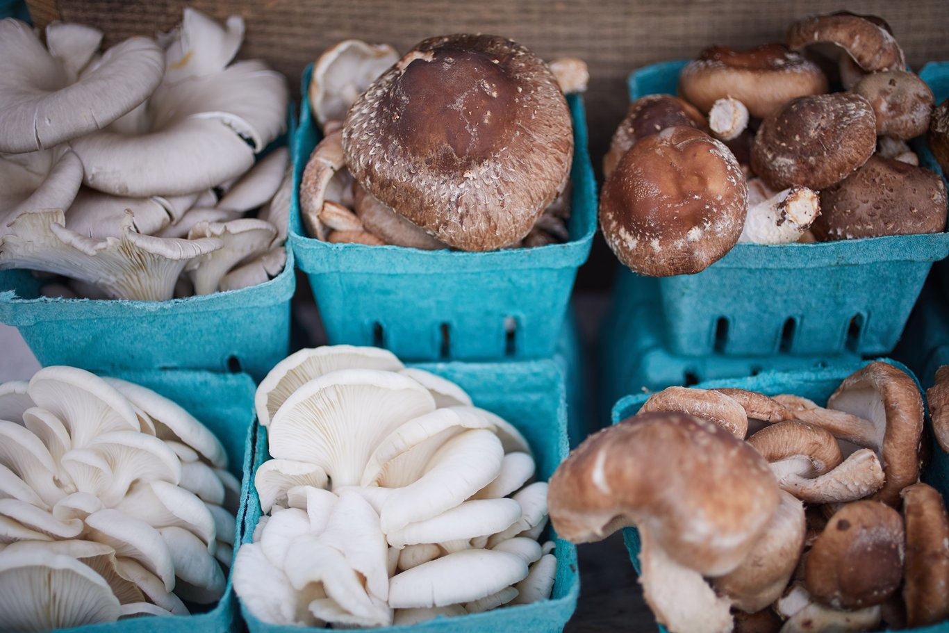 Images from Farmer's Markets in the Hudson Valley, mushrooms