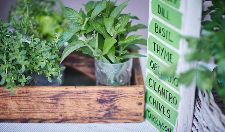 Herbs at the farmers' market.