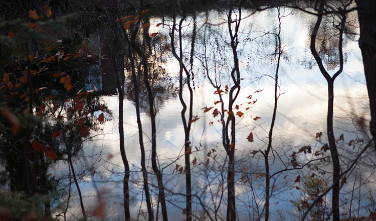 Trees near lake.