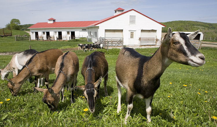 Goats in pasture.