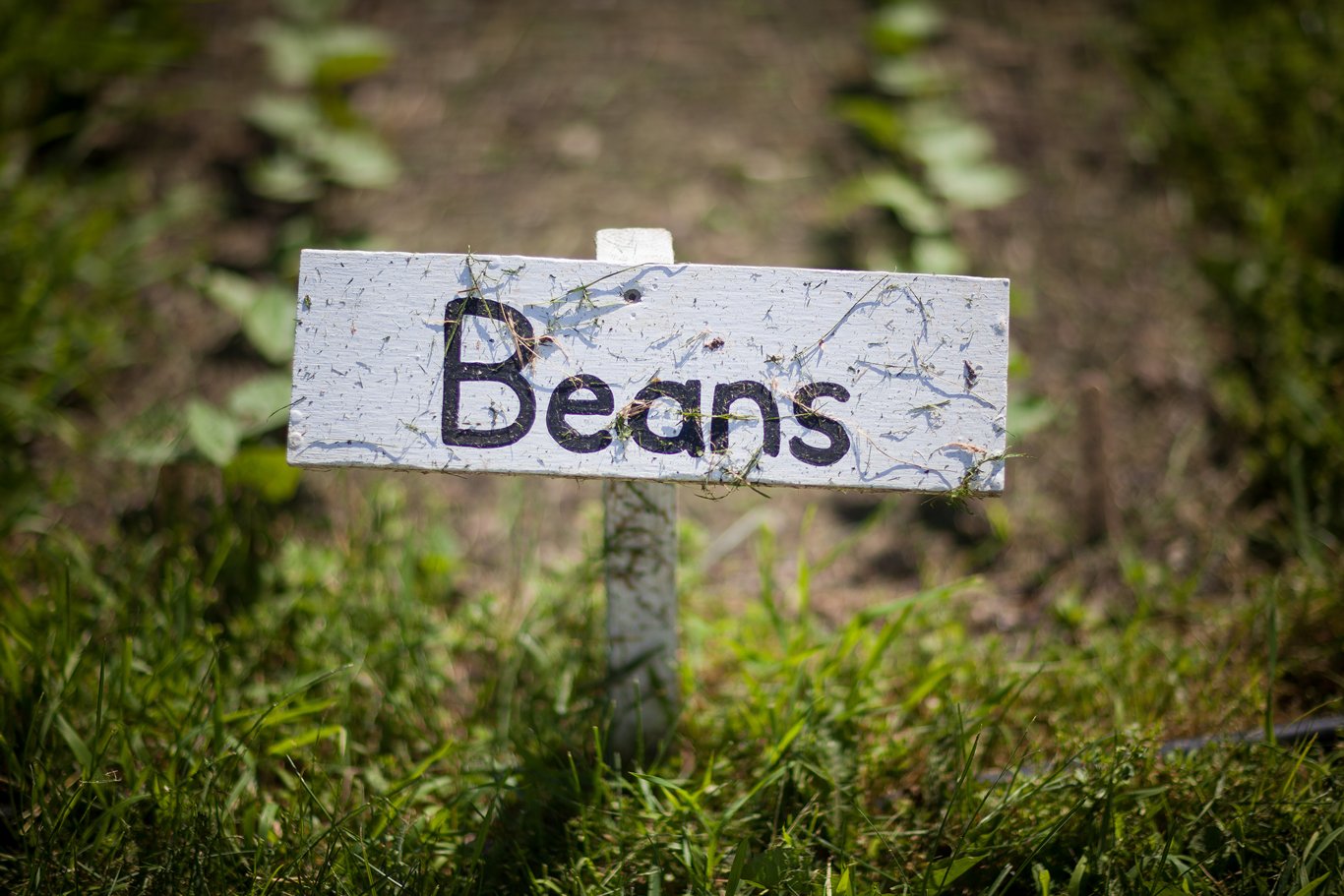 Beans sign at farm