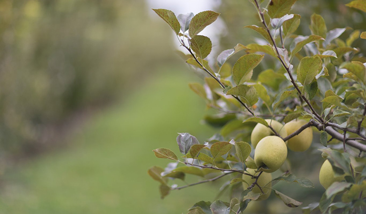 Apples on a tree