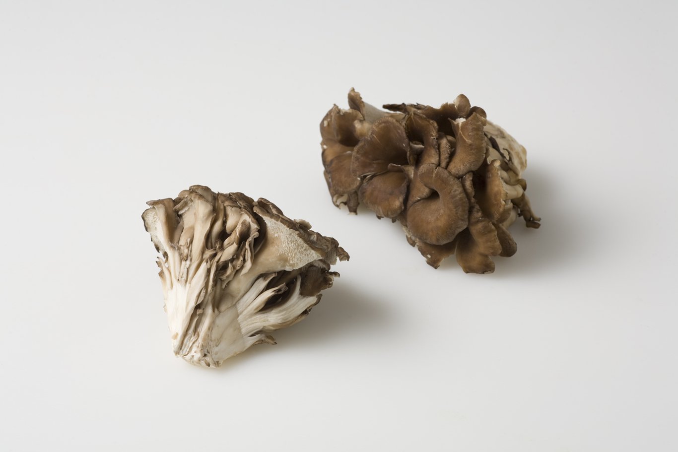 Maitake Mushrooms