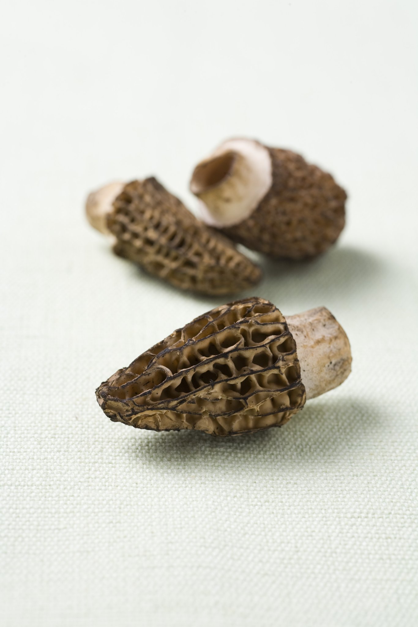 Morel mushrooms