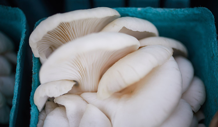 oyster mushrooms