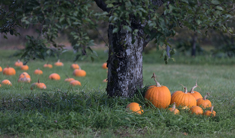 Hudson Valley local autumnal produce near The Culinary Institute of America's New York campus. Photographed for the DISH Program. Pumpkins in a pumpkin patch