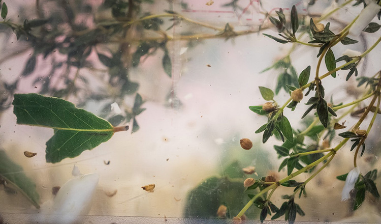 Thanksgiving Turkey Brine