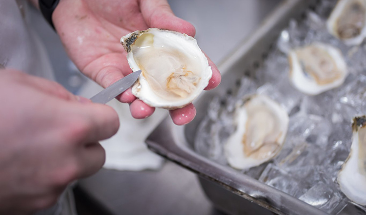 Shucking oysters