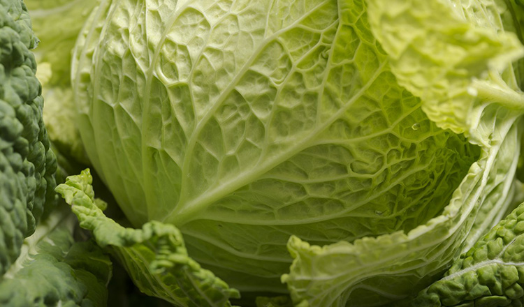 Head of green cabbage