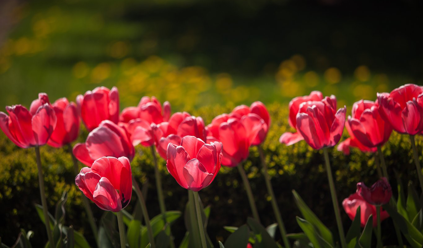 Tulips on the CIA campus