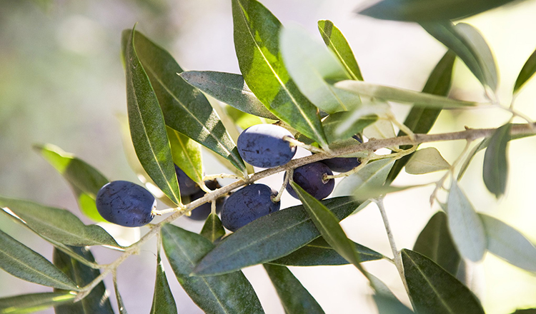 An olive tree branch at the Jaeger Estate during the "Savoring the Flavors of Spain and Portugal" Sophisticated Palate program.