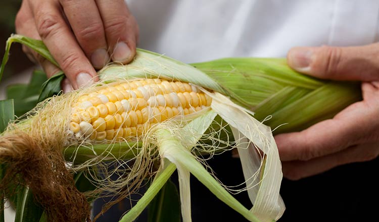 Peeling corn on the cob