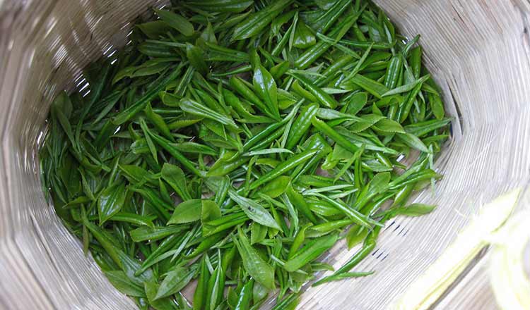 Freshly picked tea leaves