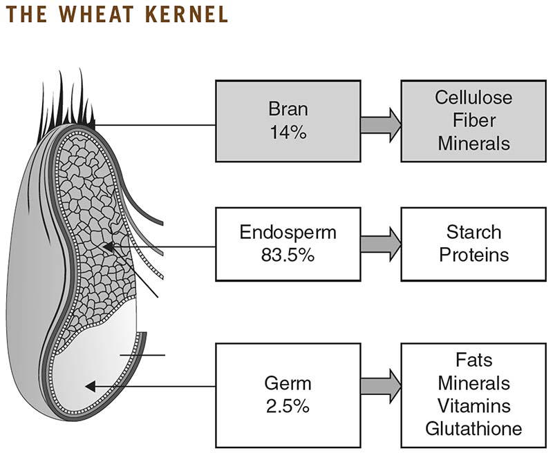 Parts of the wheat kernel