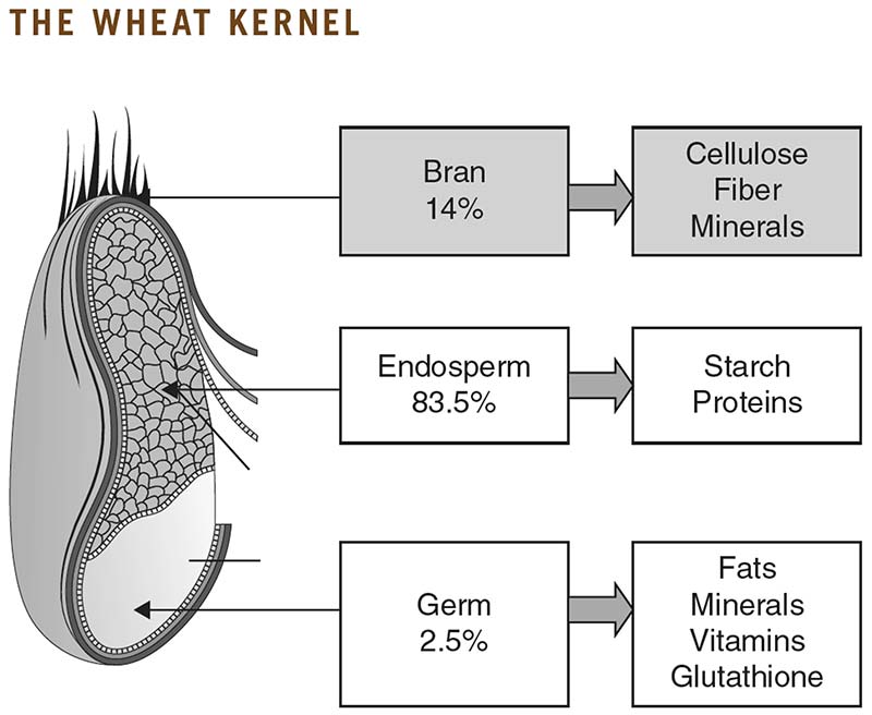 Learn More About Wheat CIA Foodies