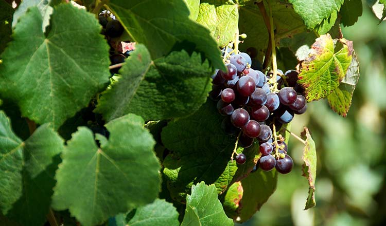 Red grapes on the vine