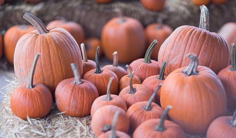 Pumpkins at the farmers' market