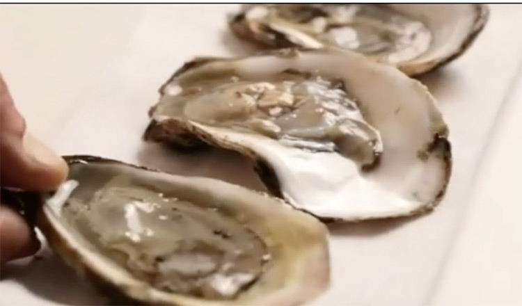 Shucked oysters on the half shell