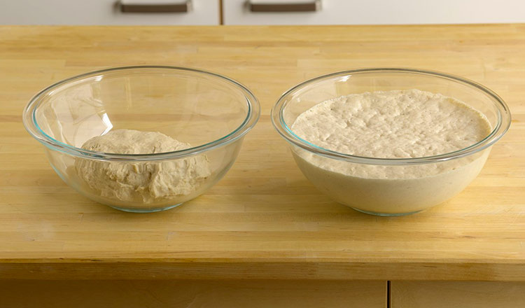 sourdough starters