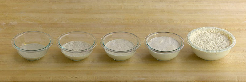 Bowls of sourdough starter in progress from Day 1 to 7