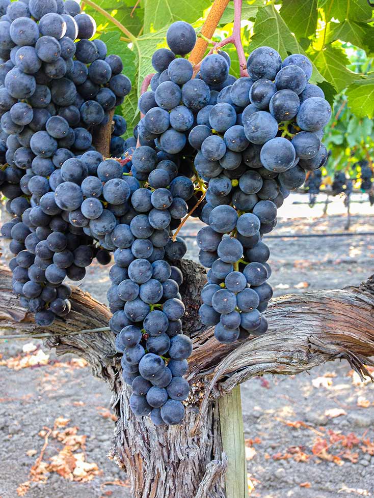 Grapes on a vine