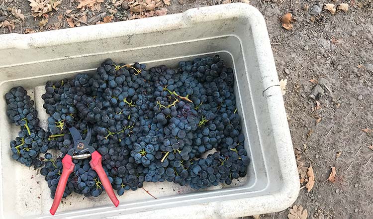 Grapes in a bucket with scissors