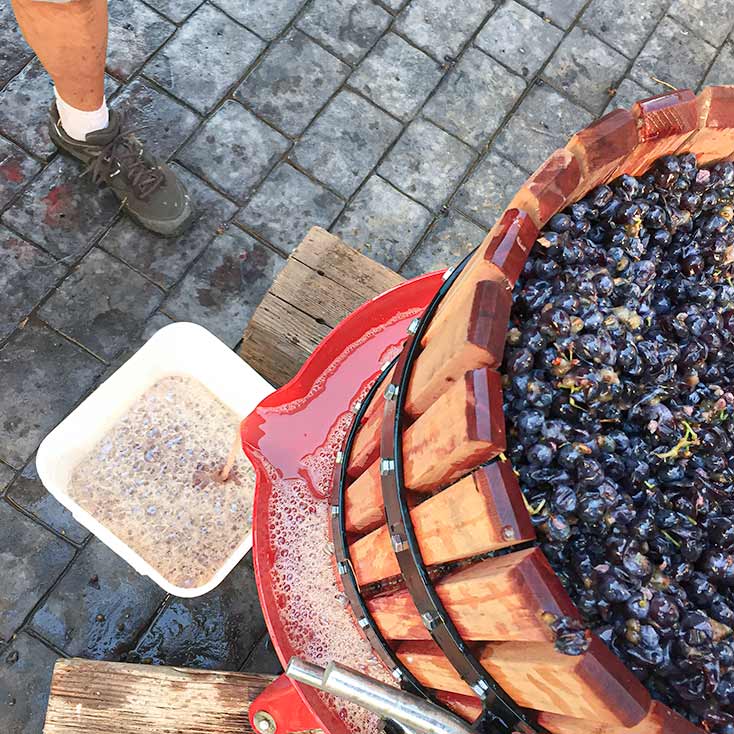 Pressing grapes for wine