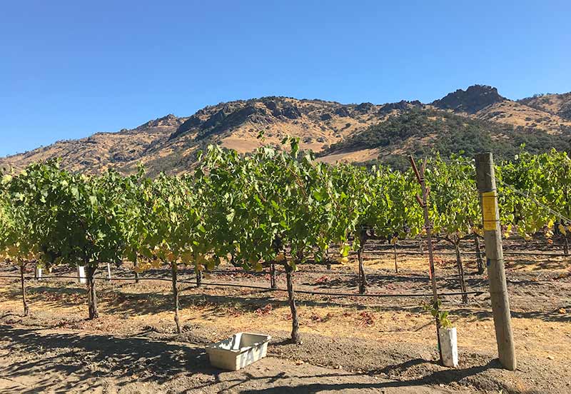 A vineyard in Napa Valley