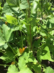 Squash plants