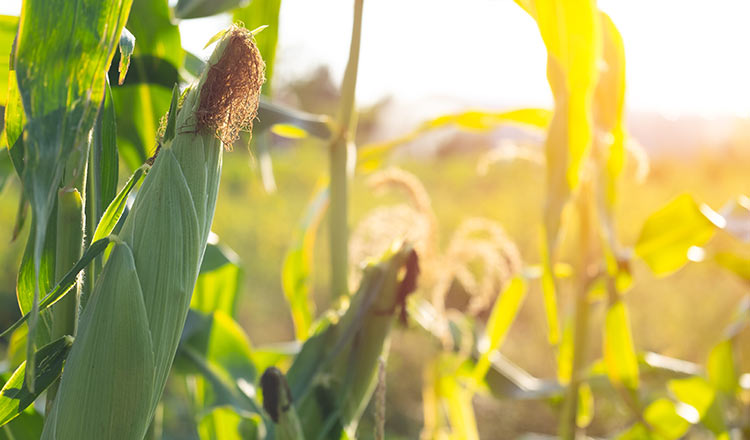 Corn growing in the sun