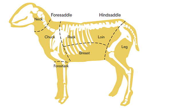 Diagram of lamb cuts