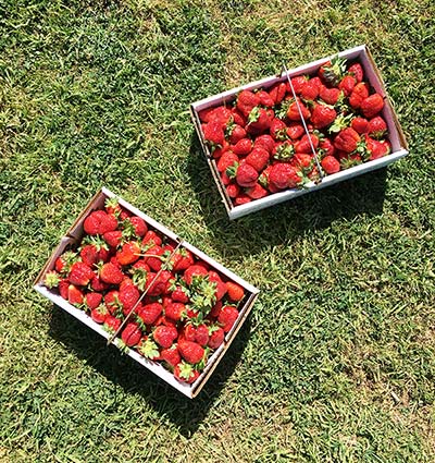 Strawberries