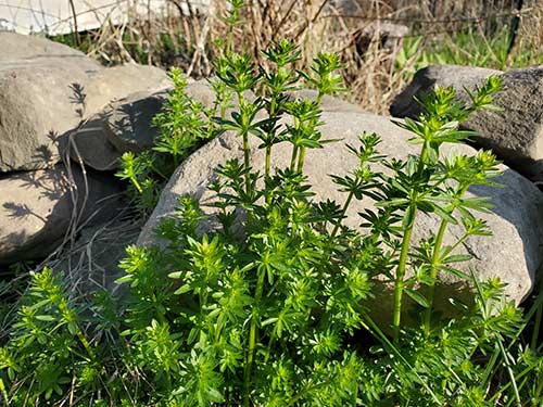 Wild bedstraw plant