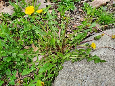 Wild dandelion plant