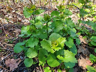 Wild garlic mustard plant