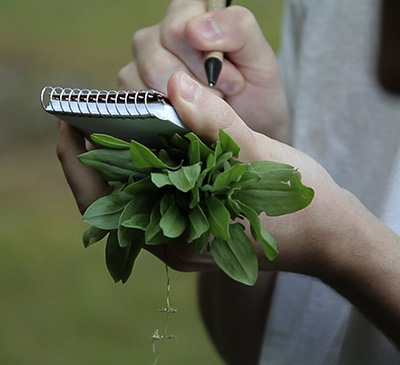 Taking notes while foraging for wild plants