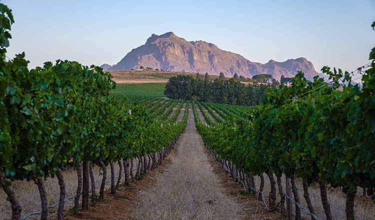 Vineyard in South Africa