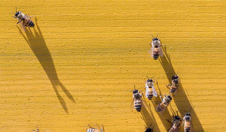 Bees on a yellow hive