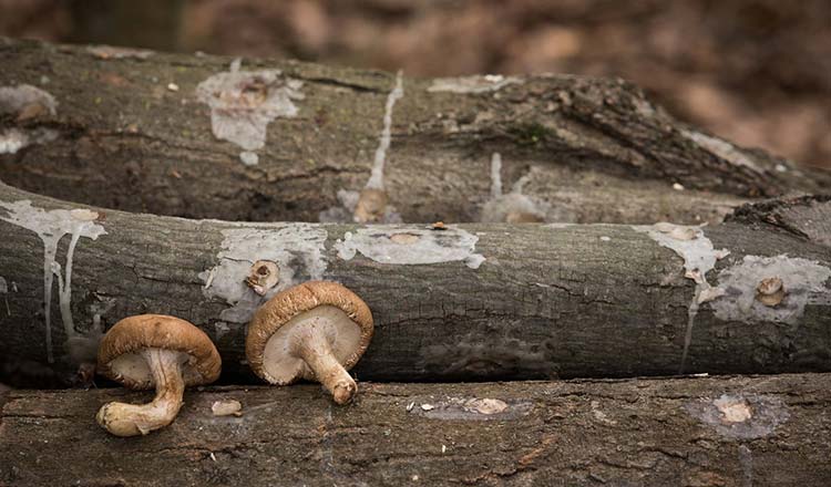 Shiitake mushrooms on a log
