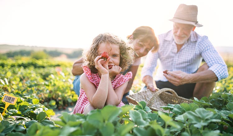 Girl picking strawberries with grandparents