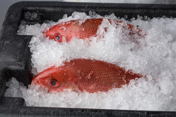 Fish in ice