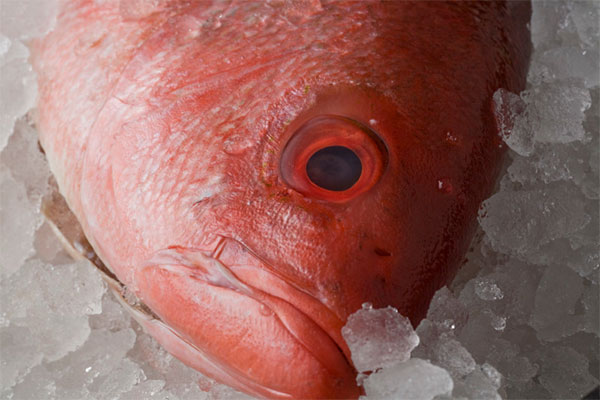 Salmon eye