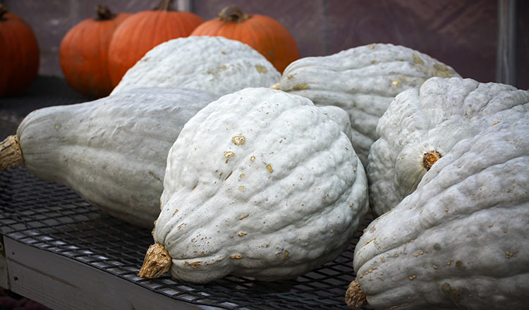 Hubbard squash